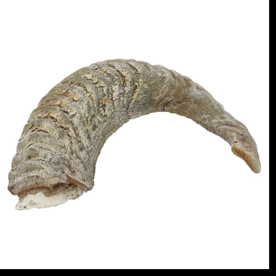 Lamb Horn with Marrow (S - M - L)
